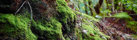 CC BY 2.0 Moyan Brenn