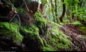 CC BY 2.0 Moyan Brenn