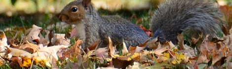 squirrel in the leaves