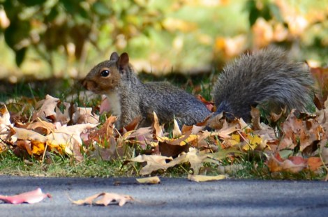 squirrel in the leaves
