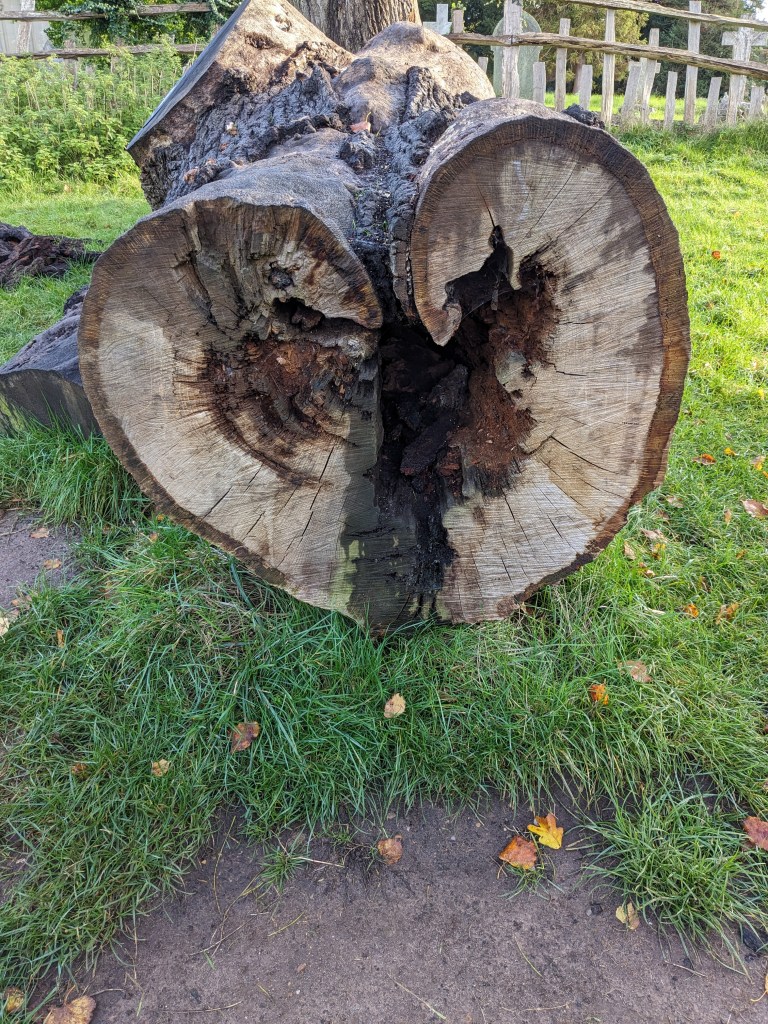 photo cross section of a tree stump in a heart shape, used to illustrate the nature of care